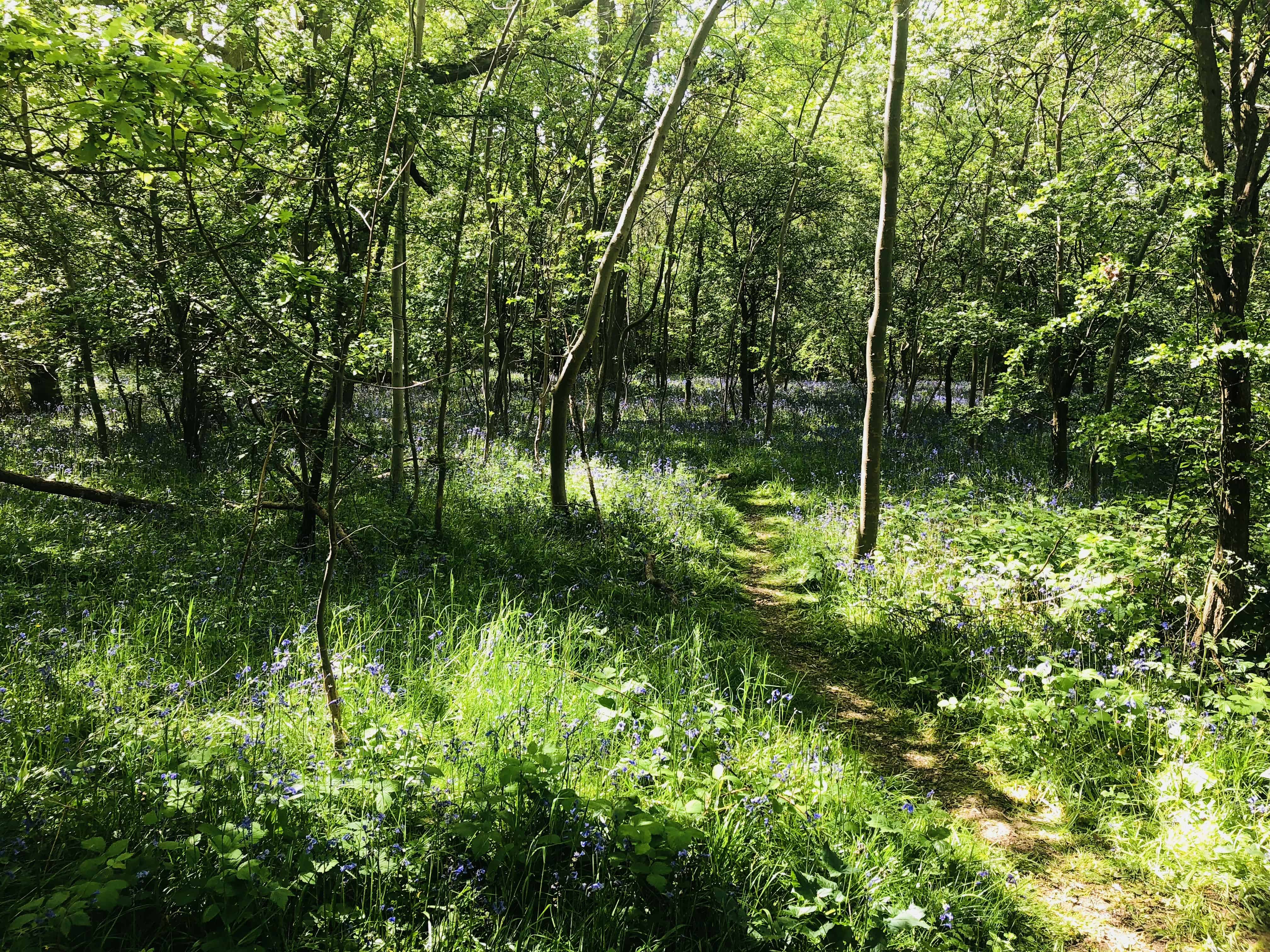 Bluebell woods